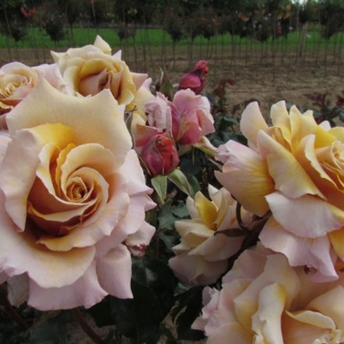 Fialovo růžová s bílým lemováním a bordovym středem - Stromkové růže, květy kvetou ve skupinkách - stromková růže s keřovitým tvarem koruny